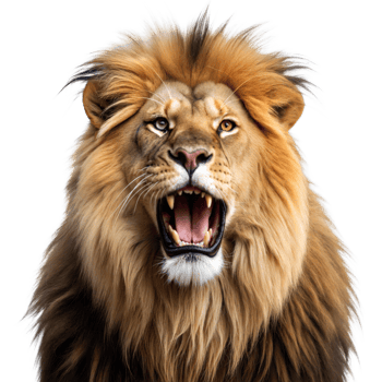 A lion with its mouth open and teeth bared png