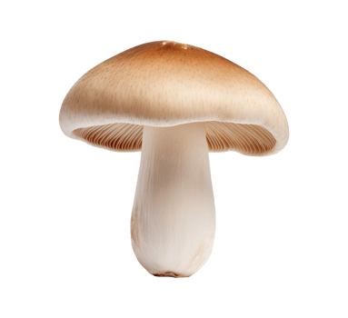 mushroom vegetable isolated png