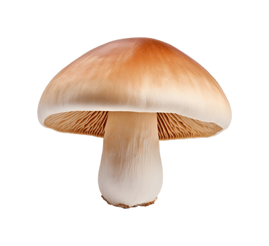 mushroom vegetable isolated png