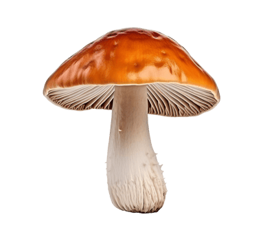 mushroom vegetable isolated png