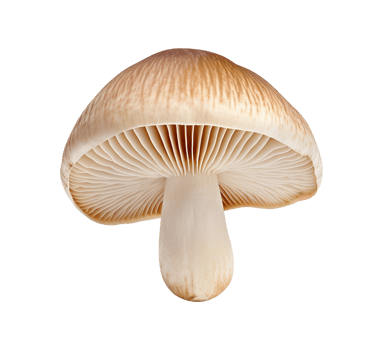 mushroom vegetable isolated png