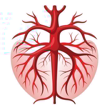 Human Blood Vessels Art Anatomy for Medical Education vector