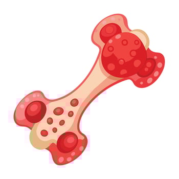 Human Bone Marrow Illustration vector