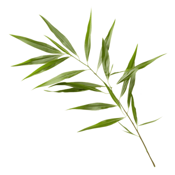 bamboo leaf isolated on transparent background png