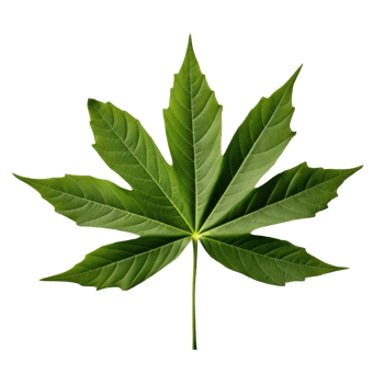 papaya leaf isolated on transparent background png