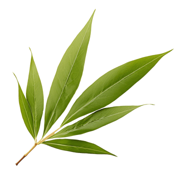 bamboo leaf isolated on transparent background png