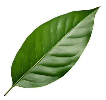 mango leaf isolated on transparent background png