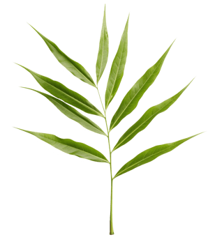 bamboo leaf isolated on transparent background png