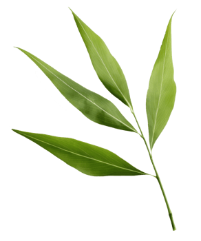bamboo leaf isolated on transparent background png