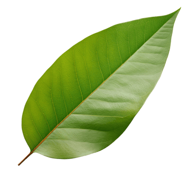 mango leaf isolated on transparent background png