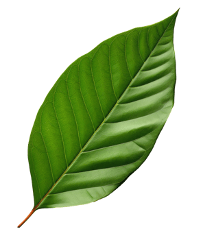 mango leaf isolated on transparent background png