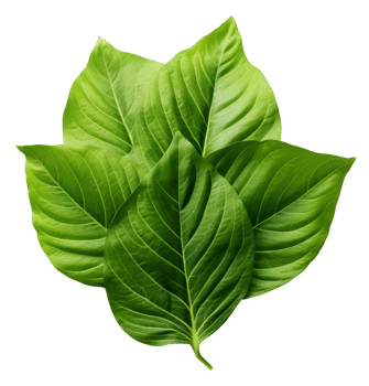 betel leaf isolated on transparent background png