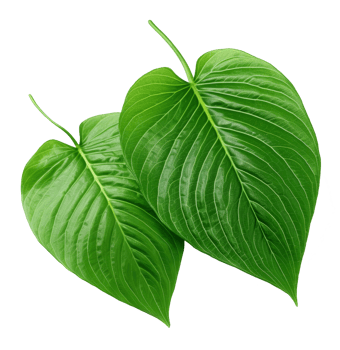 betel leaf isolated on transparent background png
