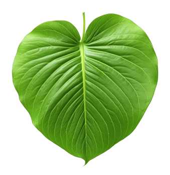 betel leaf isolated on transparent background png