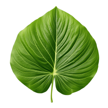 betel leaf isolated on transparent background png