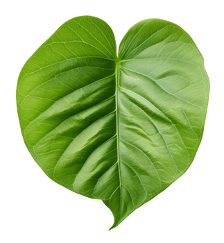 betel leaf isolated on transparent background png