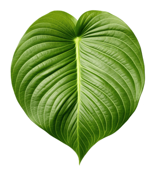 betel leaf isolated on transparent background png
