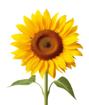 sun flower isolated on transparent background png