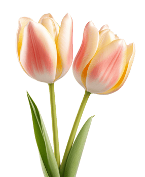 tulips isolated on transparent background png