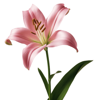 lily flower isolated on transparent background png
