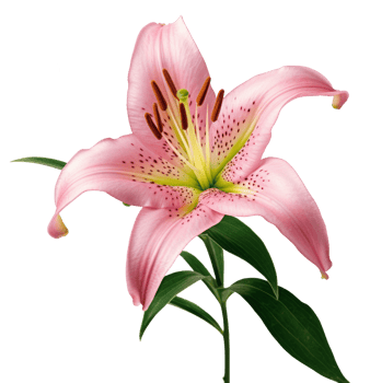 lily flower isolated on transparent background png