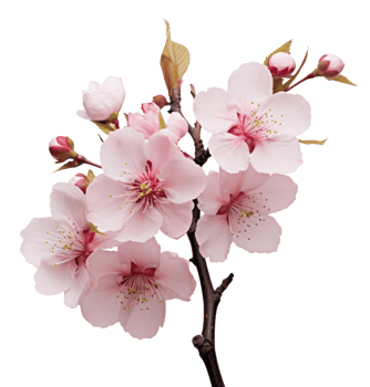 cherry blossom isolated on transparent background png