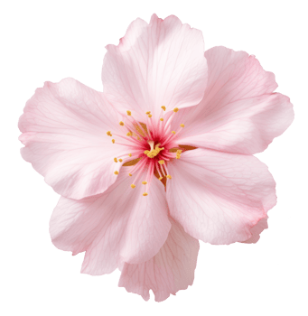 cherry blossom isolated on transparent background png
