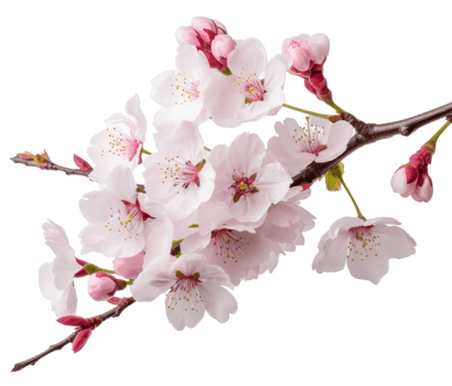 cherry blossom isolated on transparent background png