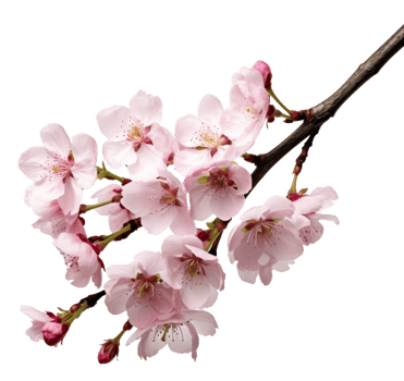 cherry blossom isolated on transparent background png