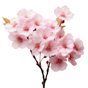 cherry blossom isolated on transparent background png