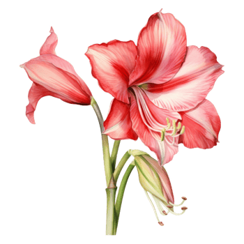 Amaryllis, Tropical Flower Illustration. Watercolor Style. png