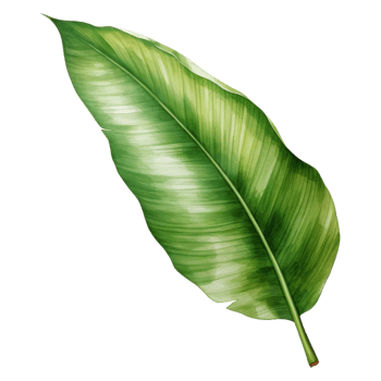 Banana Leaf, Tropical Leaf Illustration. Watercolor Style. png