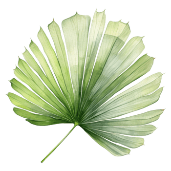 Fan Palm Leaf, Tropical Leaf Illustration. Watercolor Style. png