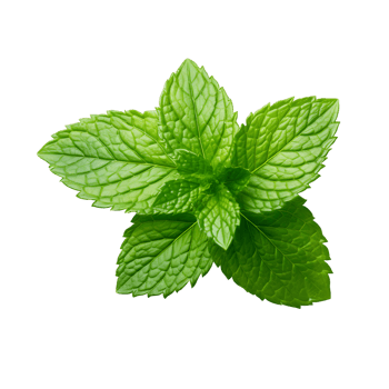 Lush Greenery Fresh Basil Leaf Close Up png