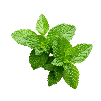 Freshness Unveiled Close Up of Green Basil Leaf png