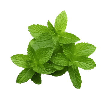 Basil Botany Close Up of Vibrant Green Leaf png