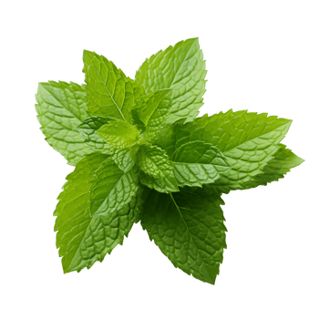 Vibrant Basil Green Close Up of Fresh Leaf png
