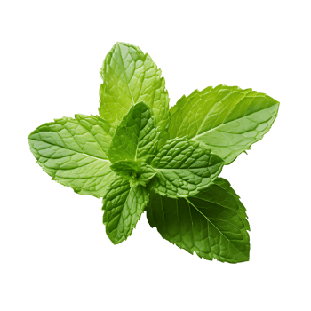 Botanical Freshness Close Up of Vibrant Green Basil Leaf png