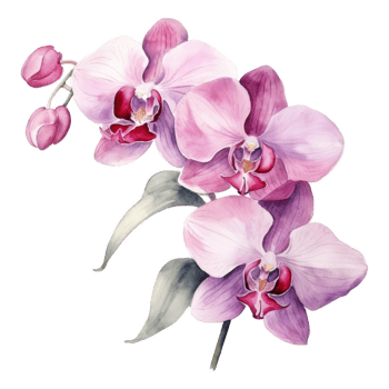 Orchid, Tropical Flower Illustration. Watercolor Style. png