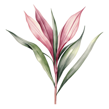 Ti Plant, Tropical Leaf Illustration. Watercolor Style png