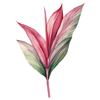 Ti Plant, Tropical Leaf Illustration. Watercolor Style png