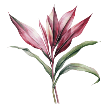 Ti Plant, Tropical Leaf Illustration. Watercolor Style png