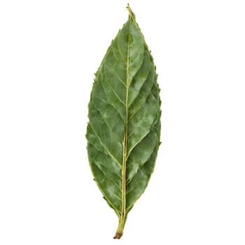Fresh bay leaves glossy surface elongated shape deep green color Food and culinary concept png