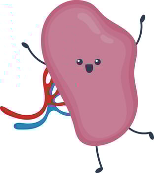 Cute Cartoon Human Anatomy Internal Organs Character on White Background. Flat Style Illustration. vector