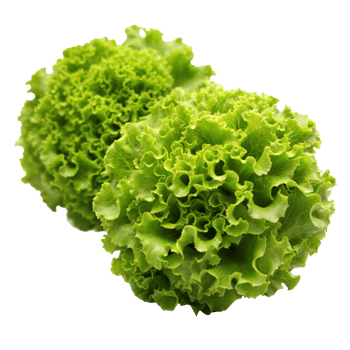 Fresh Green Leaf Lettuce on Transparent Background High-Quality png