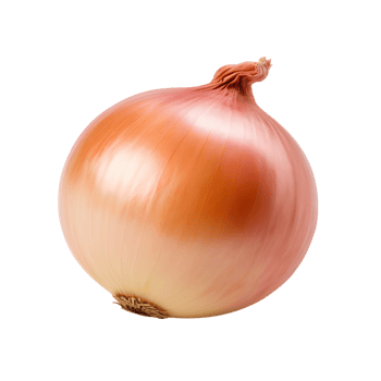 Farm Fresh Onion Isolated with No Background png