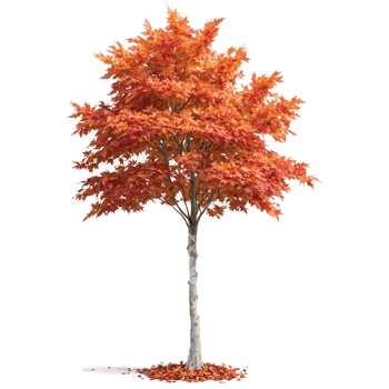 Maple Tree tall tree with a straight trunk and wide orange and red leaves fluttering png