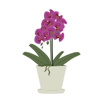 pink orchid in a white flower pot vector