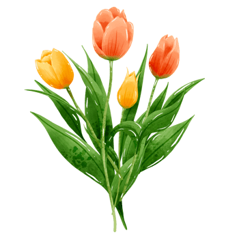Handdrawn illustration watercolor colorful tulips bouquets arrangement Spring floral clipart greeting card bridal shower wedding invitation Botanical painting png