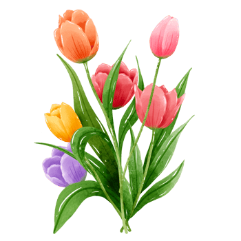 Handdrawn illustration watercolor colorful tulips bouquets arrangement Spring floral clipart greeting card bridal shower wedding invitation Botanical painting png